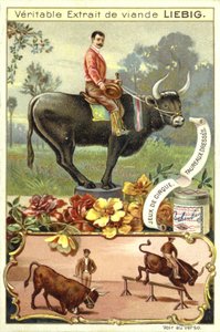 Trained bulls